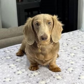 Dachshund Isabela
